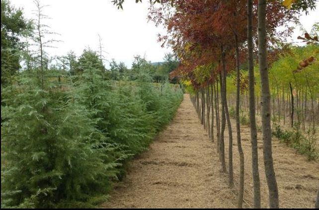 Agricampeggio Madonna Di Pogi Bucine الغرفة الصورة