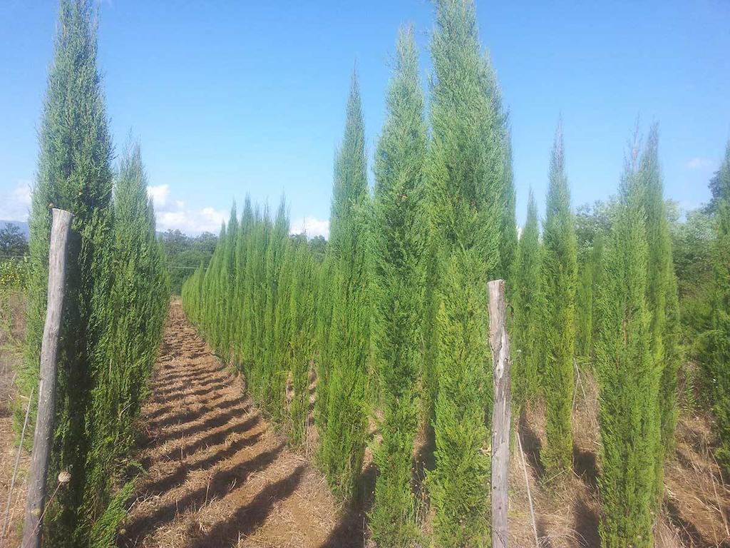 Agricampeggio Madonna Di Pogi Bucine المظهر الخارجي الصورة